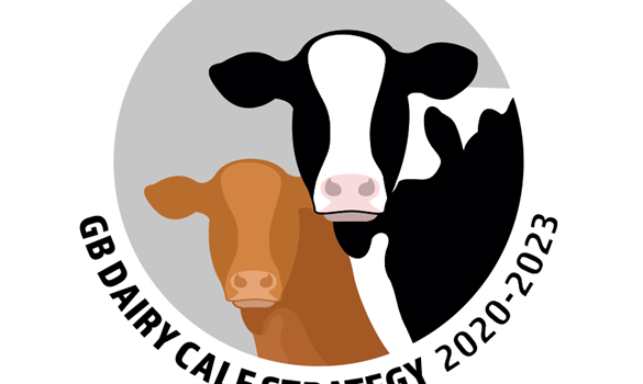 GB dairy calf strategy logo featuring cow and a calf